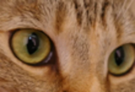 Small cat crop enlarged with ordinary resizing